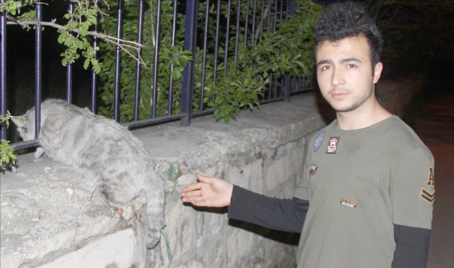 Hamile kedi telef oldu