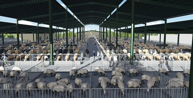 Hayvan pazarı için DAP´ın kapısı çalınacak 