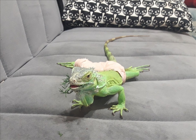 İguana, sağlığına kavuştu