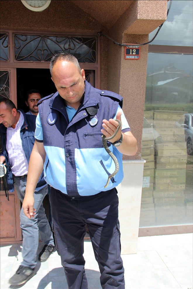 Binaya giren yılanı eliyle yakaladı