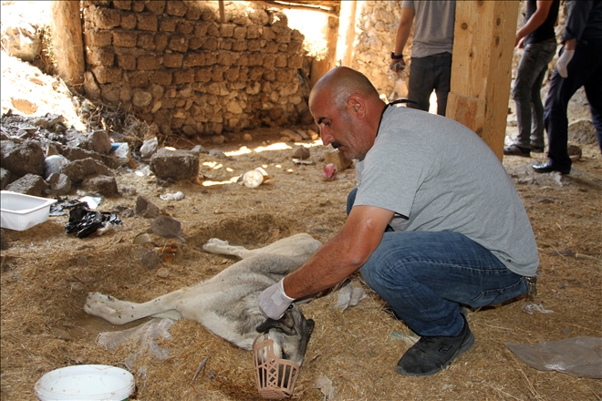 Hastalanan gebe köpek için seferber oldular