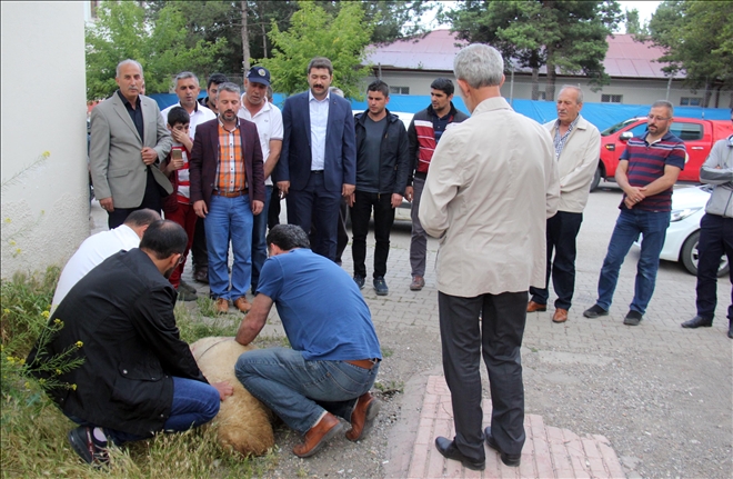 AK Parti Hafik İlçe Başkanlığı kurban kesti