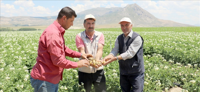 Bu Yıl Patates Bol Olacak 