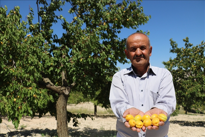 Arap ülkelerine ihraç ediliyor 