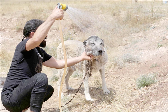 Kangal Köpeği 