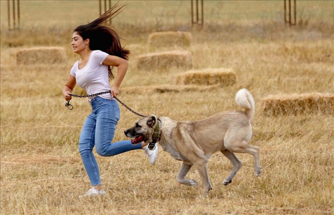 Karadeniz Yaylalarına Kangal Köpeği Önerisi