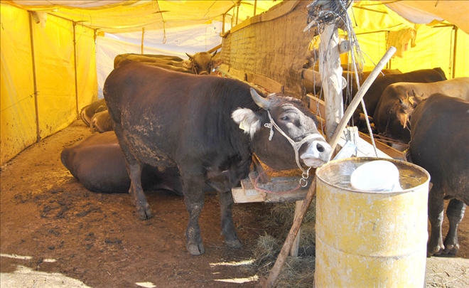 300 Kiloluk Büyükbaş Yaklaşık 9 Bin Lira