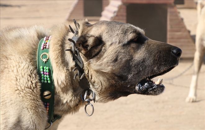 Dünya ´Kangal´ı Kabul Etti 