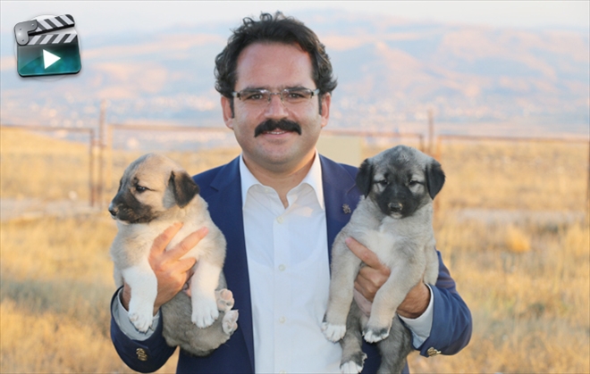 Kaya, Kangal Üretim Çiftliğini Gezdi--Video