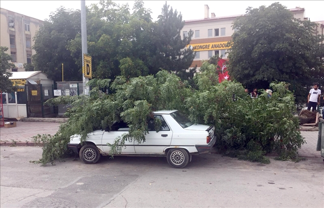 Sivas´ta Etkili Olan Rüzgar Ağacı Devirdi