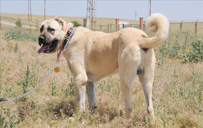 İtalya´da Sivas Kangal Çağrısı Yapıldı!