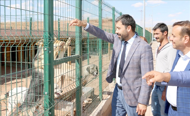 Hayvana Şiddet İnsanlık Suçudur