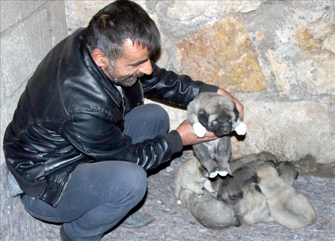 11 Kangal Köpeği Yavrusunu Çaldılar