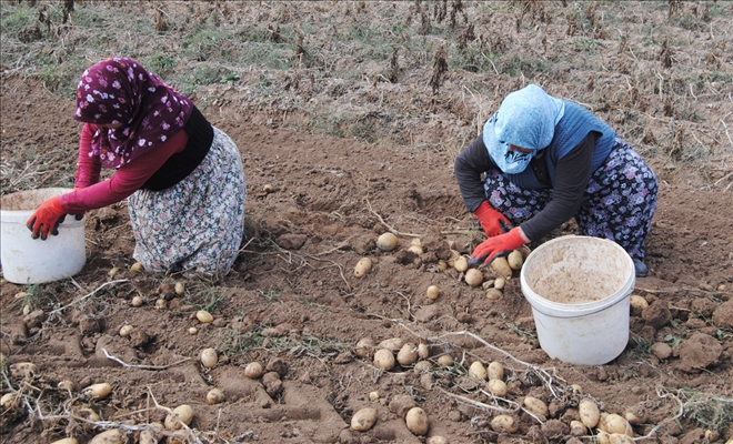 Patates Üretimi Azaldı 