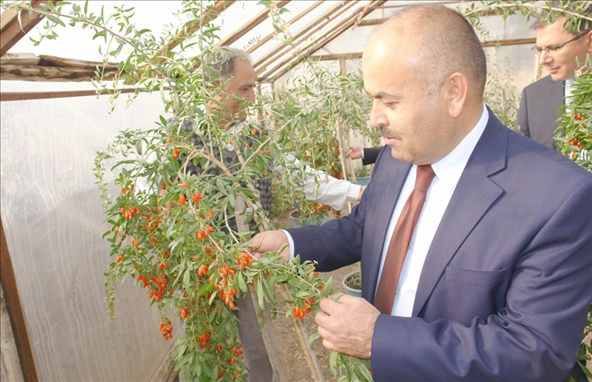 Sivas´ta Goji Bery´ Yetişiyor