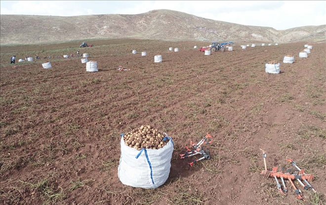 Sezonun Son Patates Hasadı Sürüyor 