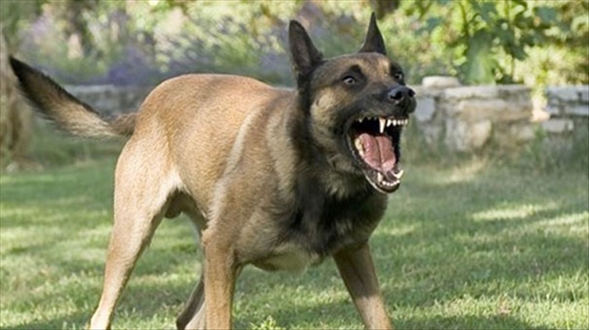 Köpek Saldırırsa Ağaç Olun