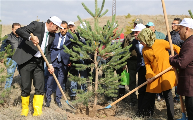 Ağacı Bekçi Değil Sevgi Korur