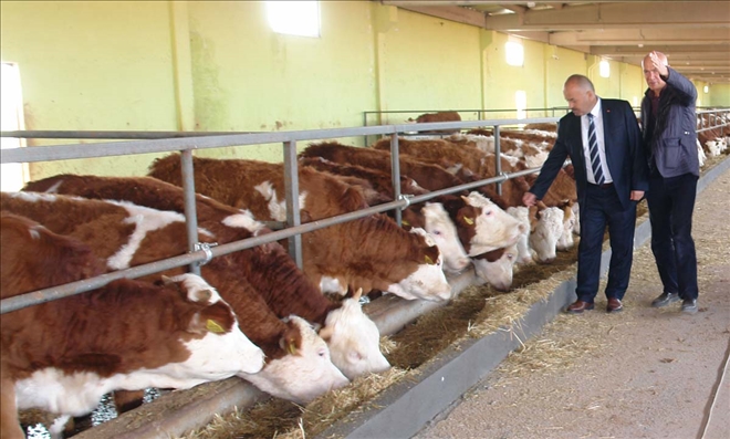 Müdür Yapılan Projeleri İnceledi