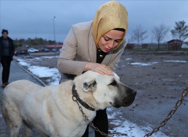 Kangal Değerleriyle Öne Çıkan Bir İlçe