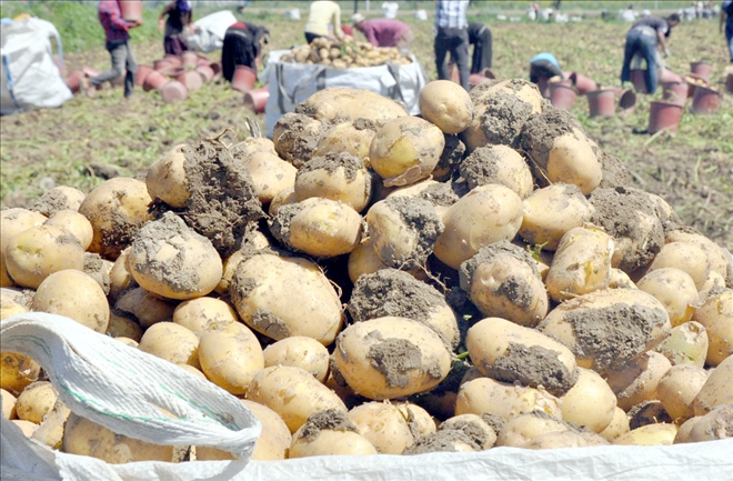 Patates Ekimine Karantina Engeli 