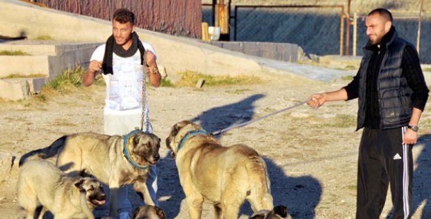 Ziya Ve Kadir´in Kangal Sevgisi