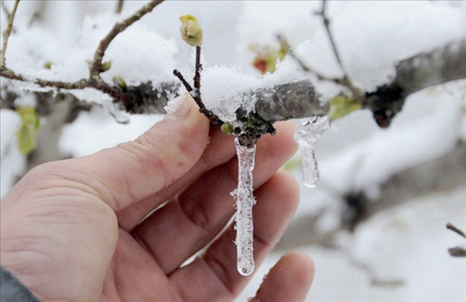 Meteoroloji´den  Zirai Don Uyarısı