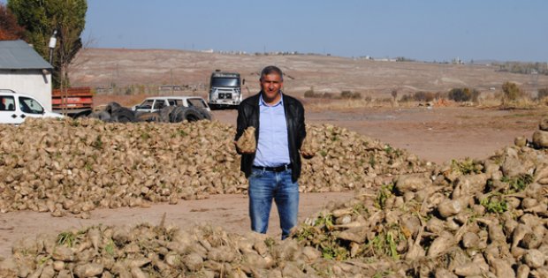 Pancar Tarlada Kaldı