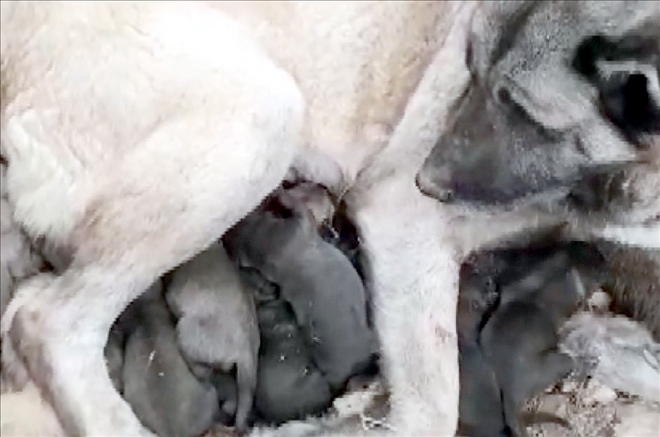 Kangal Köpeği 11 Yavru Doğurdu
