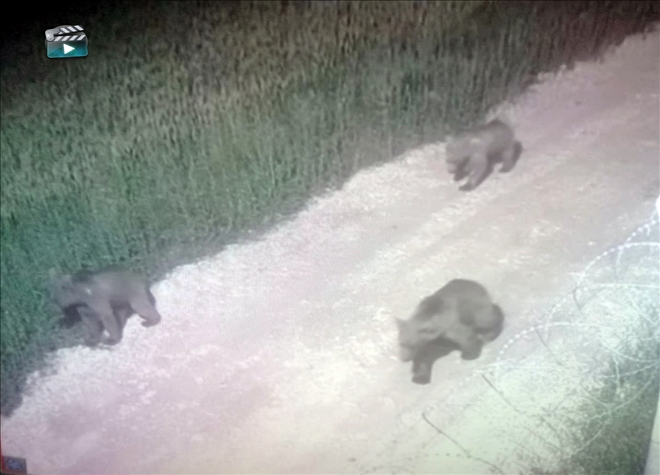 Ayılar Güvenlik Kamerasına Yakalandı--Video