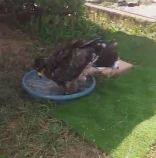 Sıcaktan bunalan kartal suda serinledi