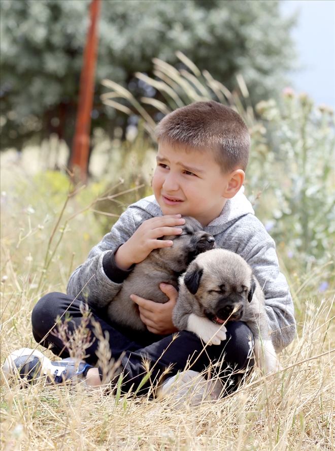 Kangal köpekleriyle büyüyor 