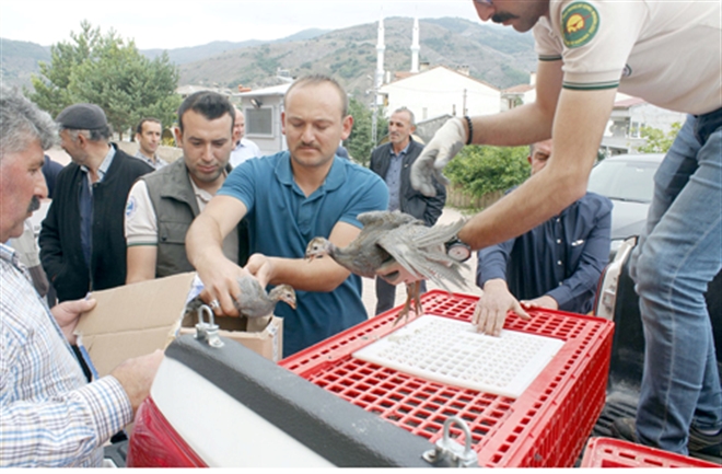 Kenelere göz açtırmayacaklar 