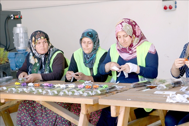 Nikah fidanları Sivas´ta üretiliyor 