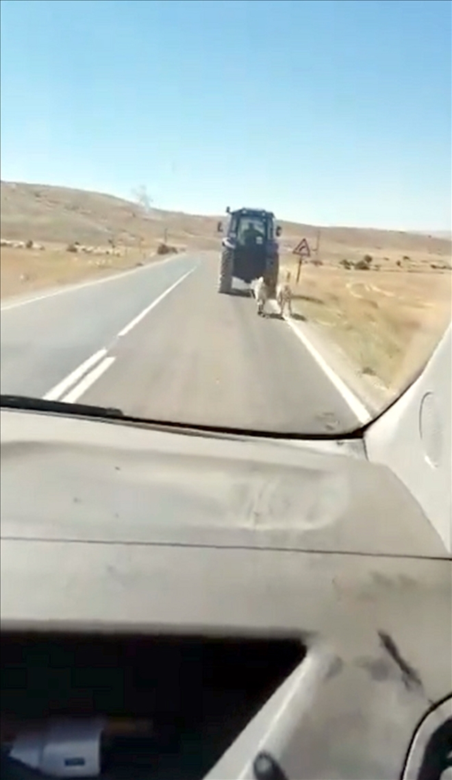 Kangal Köpeğine Eziyete İşlem 
