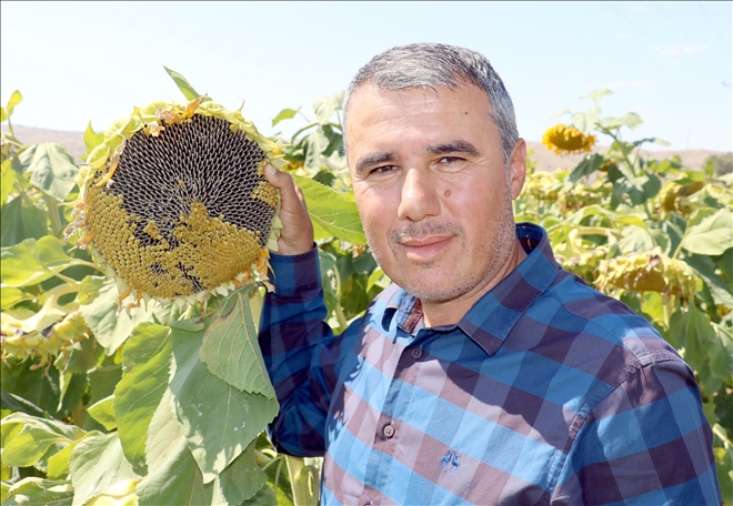 Çiftçiler Siyah Çekirdeğe Yöneldi 
