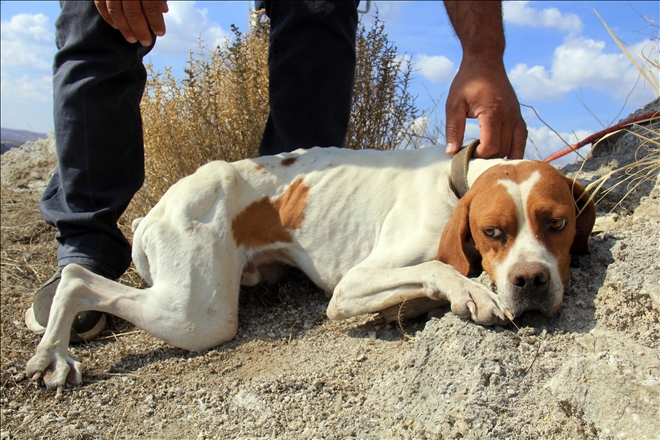 Av Köpeğini AFAD Kurtardı 