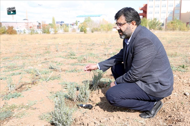 Solucan Gübresinden  Lavanta Üretildi--Video