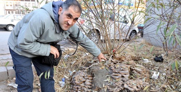 Mantar Endişesi