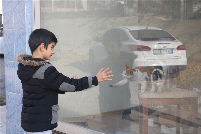  Çocuğun Dikkati Kedilerin Hayatını Kurtardı