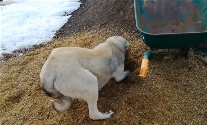 Anne Köpek Ölen Yavrusunu Kendi Gömdü   