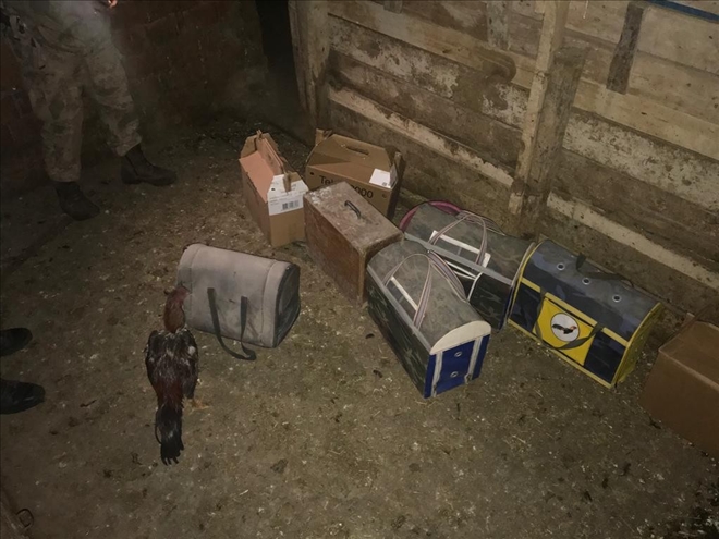 Ahırda Horoz Dövüştüren Şahıslara Suçüstü--Video