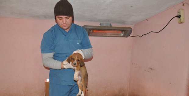 Yavru Köpekler Ufo İle Isınıyor