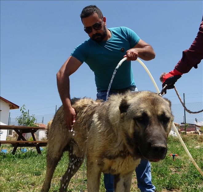 Sıcaktan Bunalan Kangallar, Suyla Serinletiliyor