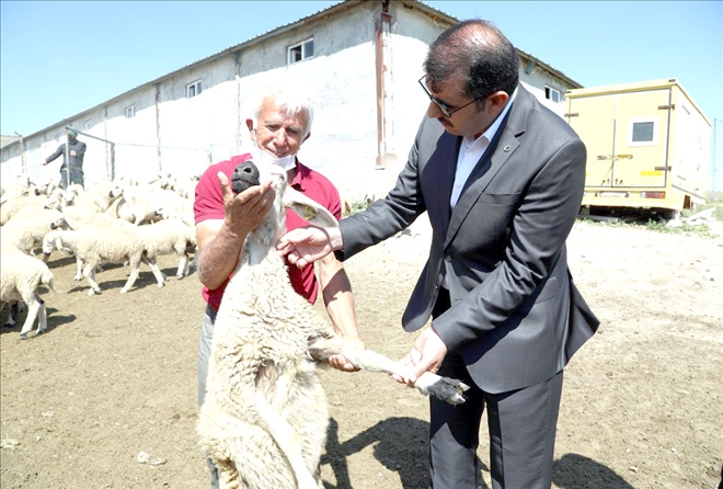 Hayvancılığa  Katkı Sağlayacak