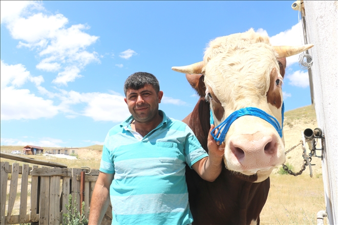 1 Tonluk Boğa, Alıcılarını Bekliyor