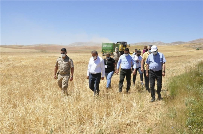 Gürün´de Buğday Hasadı Başladı