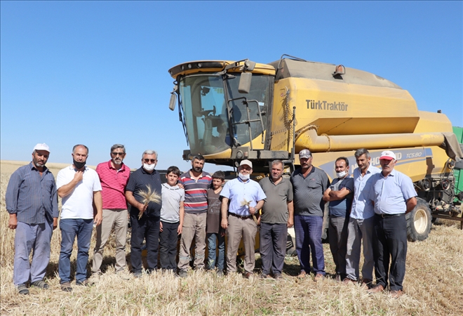 Anıza Doğrudan Ekim Yaygınlaşıyor