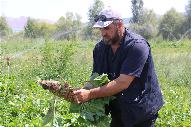 SİVASLI PANCAR ÜRETİCİLERİ FABRİKA İSTİYOR