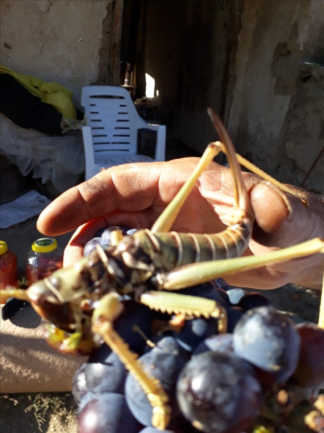 Dev Çekirgeyi Üzümle Beslediler